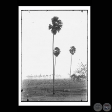 PALMERAS CARANDÁ CON AVESTRUCES - Fotografía de GUIDO BOGGIANI